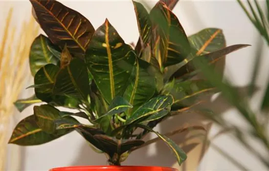 Wonder shrub - Repotting