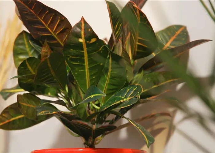 Wonder shrub - Repotting Wonder shrub - Repotting