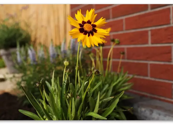 Girl's eye - Planting in the garden