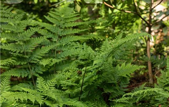 Dryopteris dilatata