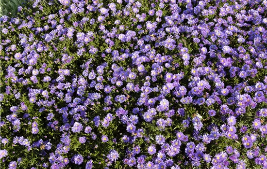 Aster dumosus 'Mittelmeer'