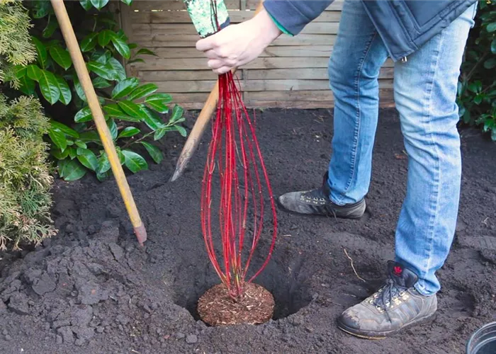 Dogwood - Planting in the garden