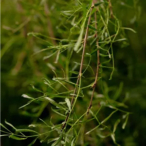 Caragana arborescens