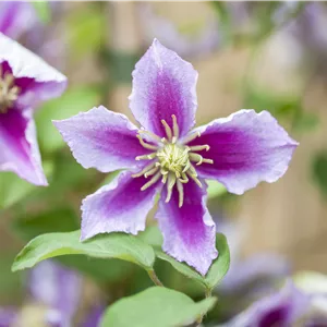 Clematis 'Piilu' Clematis 'Piilu'