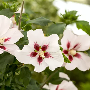 Hibiscus syriacus 'Hamabo' Hibiscus syriacus 'Hamabo'