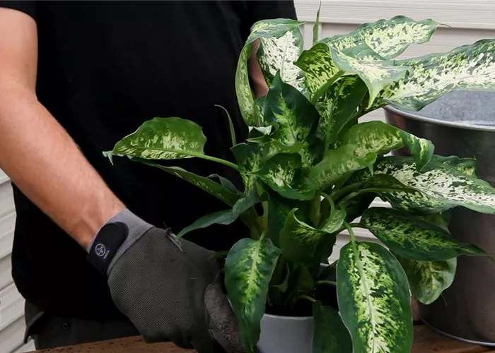 Dieffenbachia - Repotting