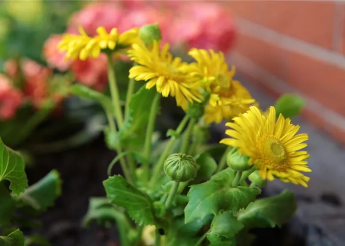 Leopard's bane - Planting in the garden