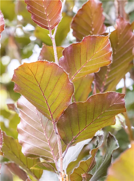 glanzmispel in holland kaufen Glanzmispel 'Little Red Robin' kaufen | Photinia fraseri 'Little Red Robin' main image 1