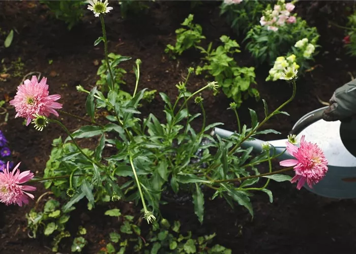 Coneflower - Planting in the garden