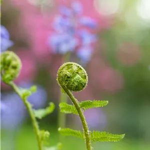 Dryopteris filix-mas