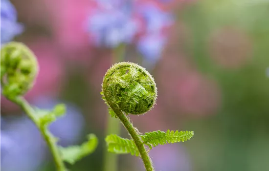 Dryopteris filix-mas Dryopteris filix-mas