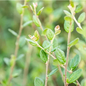 Cotoneaster salicifolius 'Parkteppich'