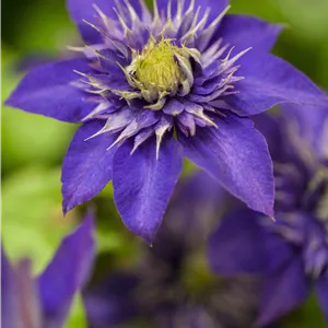 Clematis 'The President' Clematis 'The President'
