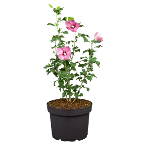 Hibiscus syriacus 'Pink Giant' Hibiscus syriacus 'Pink Giant'