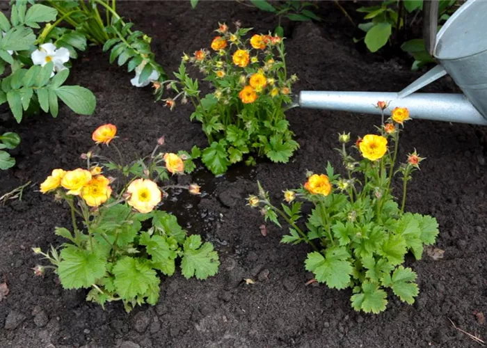 Carnation root - planting in the garden Carnation root - planting in the garden