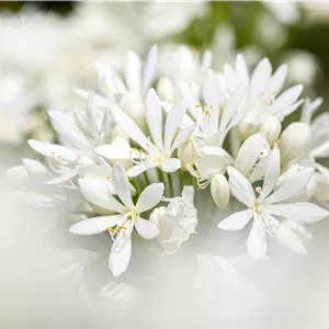 Agapanthus africanus 'Albus' Agapanthus africanus 'Albus'