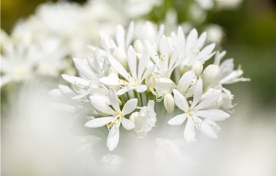 Agapanthus africanus 'Albus'