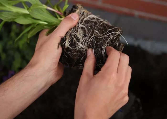 Sunflower - Planting in the garden