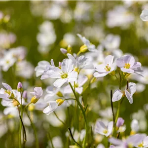 Cardamine pratensis Cardamine pratensis