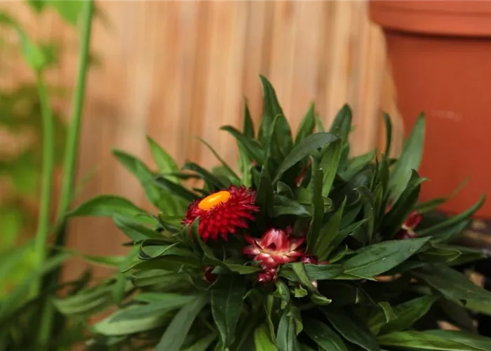 Garden strawflower - planting in a container