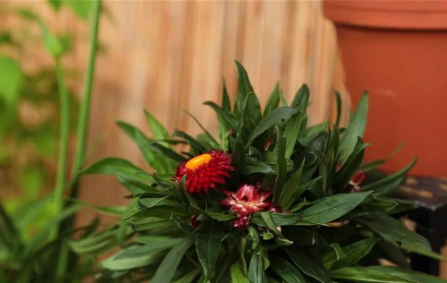 Garten-Strohblume - Einpflanzen in ein Gefäß (Thumbnail)