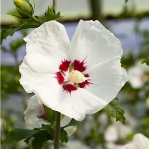 Hibiscus syriacus 'Red Heart' Hibiscus syriacus 'Red Heart'