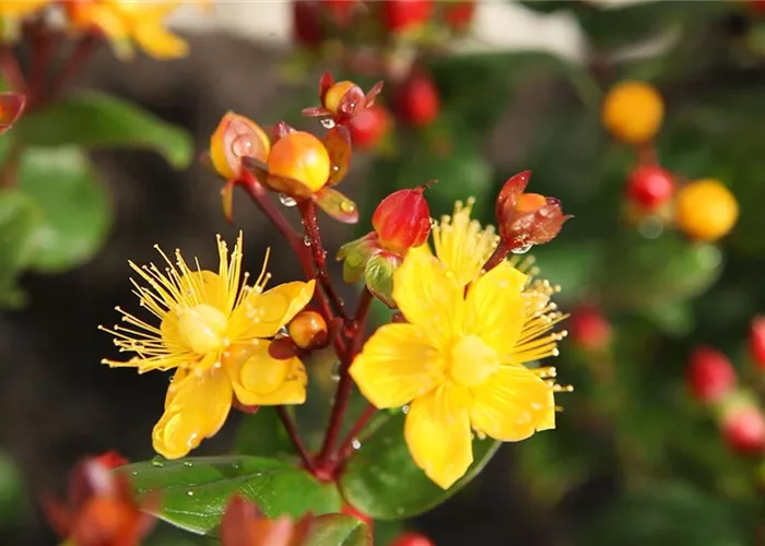 St. John's wort - planting in the garden