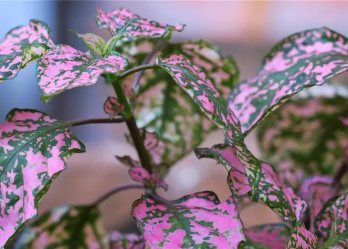 Dot leaf - Planting in the garden