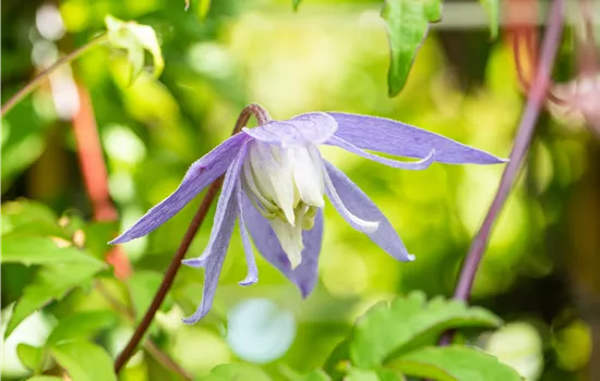 Clematis alpina 'Frances Rivis'
