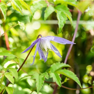 Clematis alpina Clematis alpina