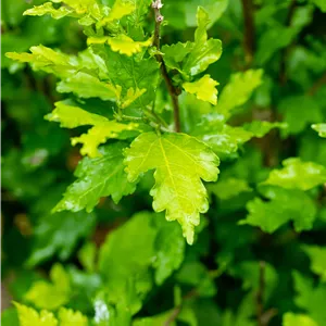 Hibiscus syriacus 'Totus Albus' Hibiscus syriacus 'Totus Albus'