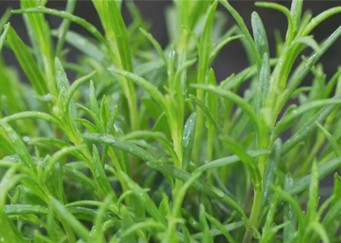 Lavender - Planting in the garden