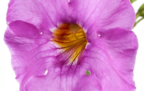 Incarvillea delavayi Incarvillea delavayi