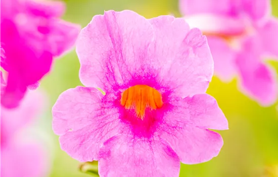 Incarvillea delavayi