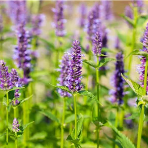 Agastache rugosa 'Black Adder' Agastache rugosa 'Black Adder'