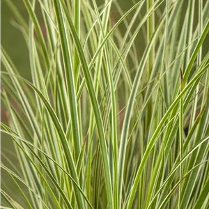 Carex conica 'Snowline' Carex conica 'Snowline'