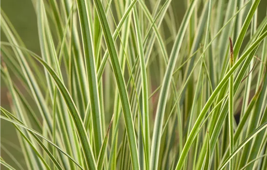 Carex conica 'Snowline' Carex conica 'Snowline'