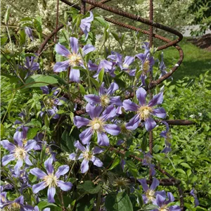 Clematis durandii Clematis durandii