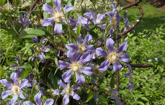 Clematis durandii