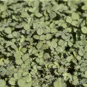 Acaena buchananii Acaena buchananii