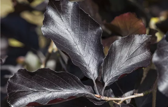 Fagus sylvatica 'Swat Magret' Fagus sylvatica 'Swat Magret'
