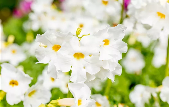 Incarvillea delavayi 'Alba' Incarvillea delavayi 'Alba'
