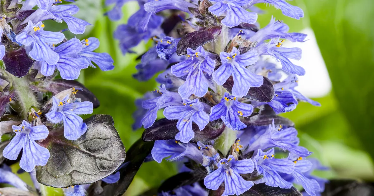 Oriq yosh lesbiyan talabalar porno video