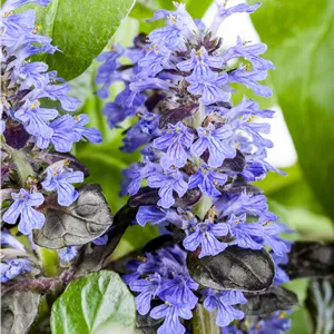 Ajuga reptans Ajuga reptans