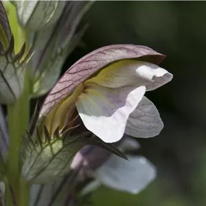 Acanthus hungaricus Acanthus hungaricus
