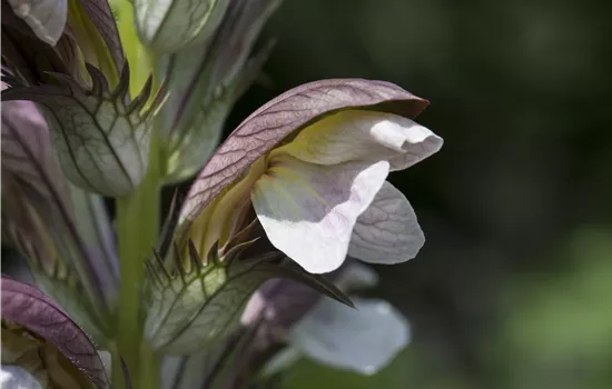 Acanthus hungaricus Acanthus hungaricus