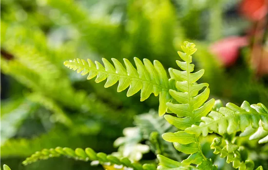 Blechnum spicant
