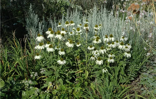 Echinacea purpurea 'Alba' Echinacea purpurea 'Alba'