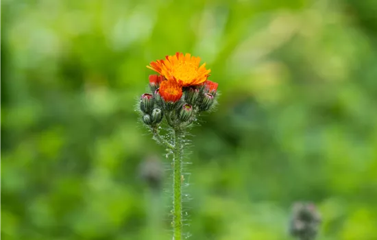 Hieracium aurantiacum