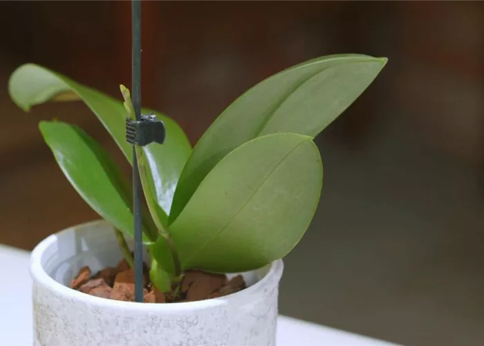 Caring for orchids